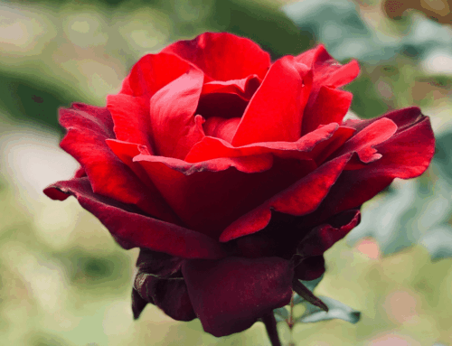 Roses and Thorns in the National Defense Authorization Act